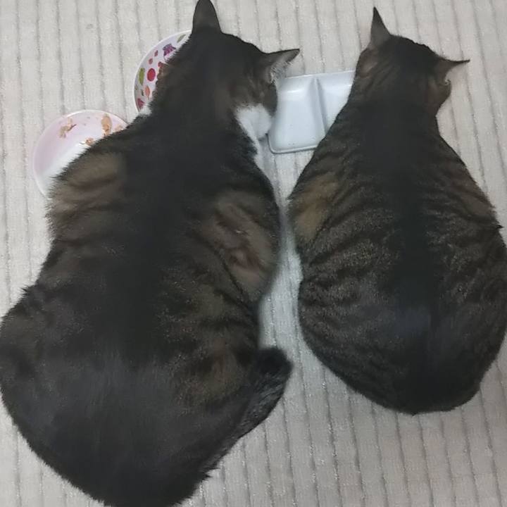 83c4f78e e2b2 4651 94ab b2aab3ae283e 1614181863637