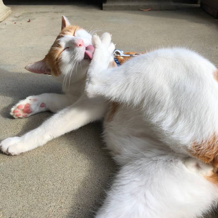 83c6b710 2402 49b1 90cf 4da85eb91f9e 1540962887977