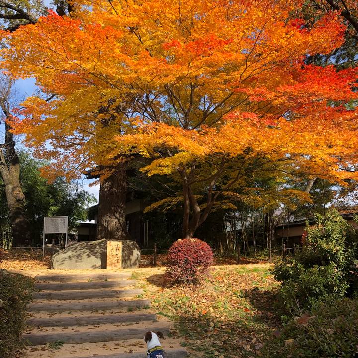 83ca813a 5891 41bd 8938 b5c40a0721ac 1573962786884