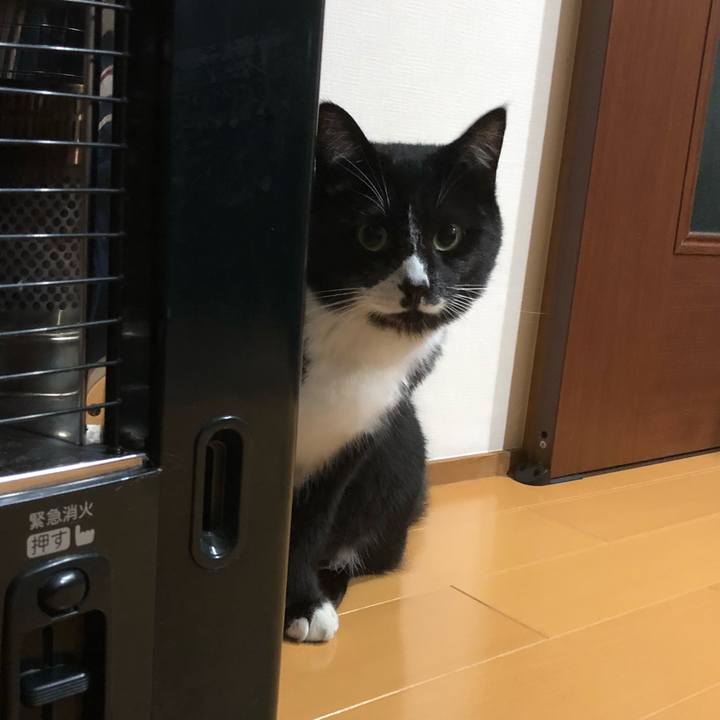 83cd5725 c1cc 4acc b7db bbbcbf4dbb37 1522307832301