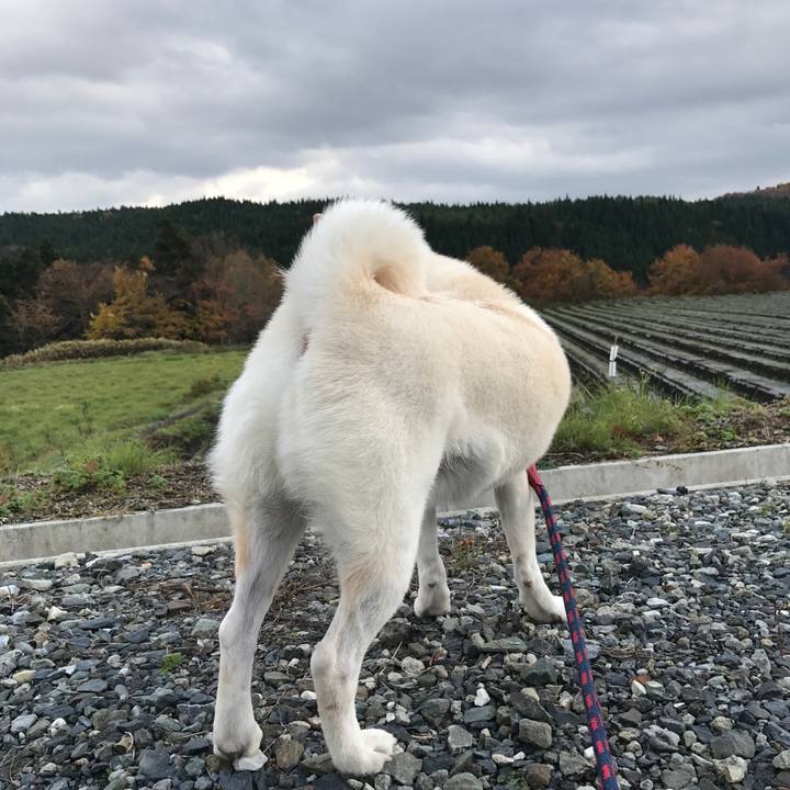 83cdccab 47ed 4ac3 aecb fc85f2ac7584 1509779922358