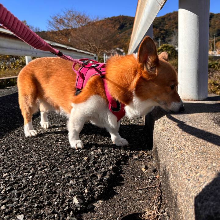 83cdeed9 91e6 424e 9d86 425ae620d188 1732763067526