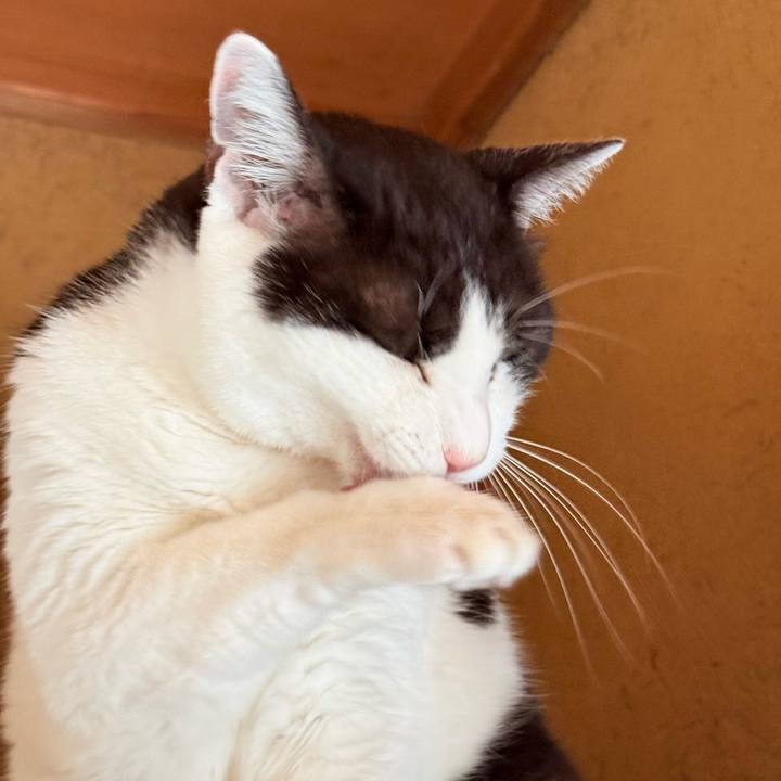 83cfb784 5f28 4620 b4c7 330852ea470a 1760668376618