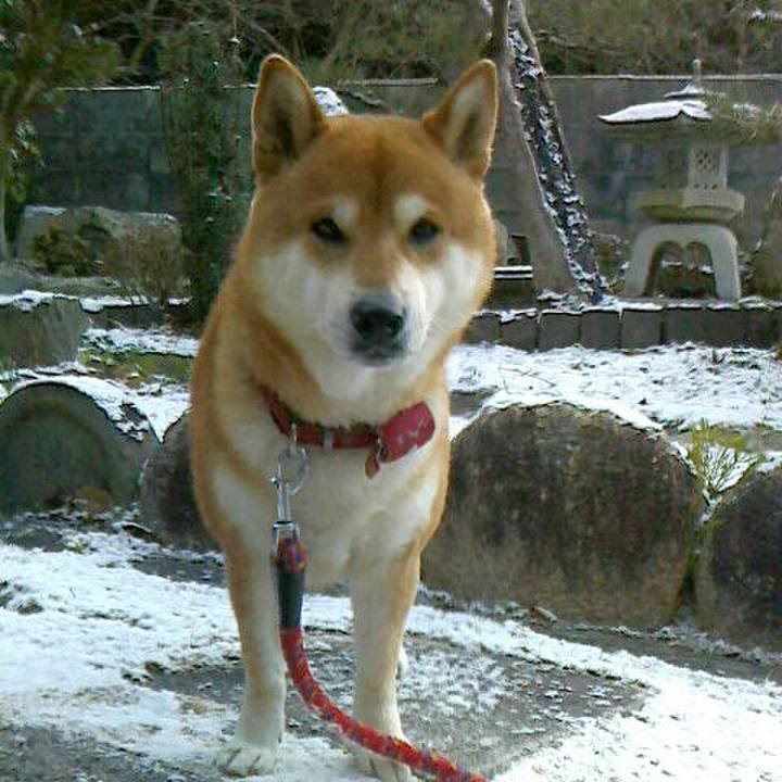 83d03621 7df5 4d7b 95a6 00b2d2a003e1 1517473662690