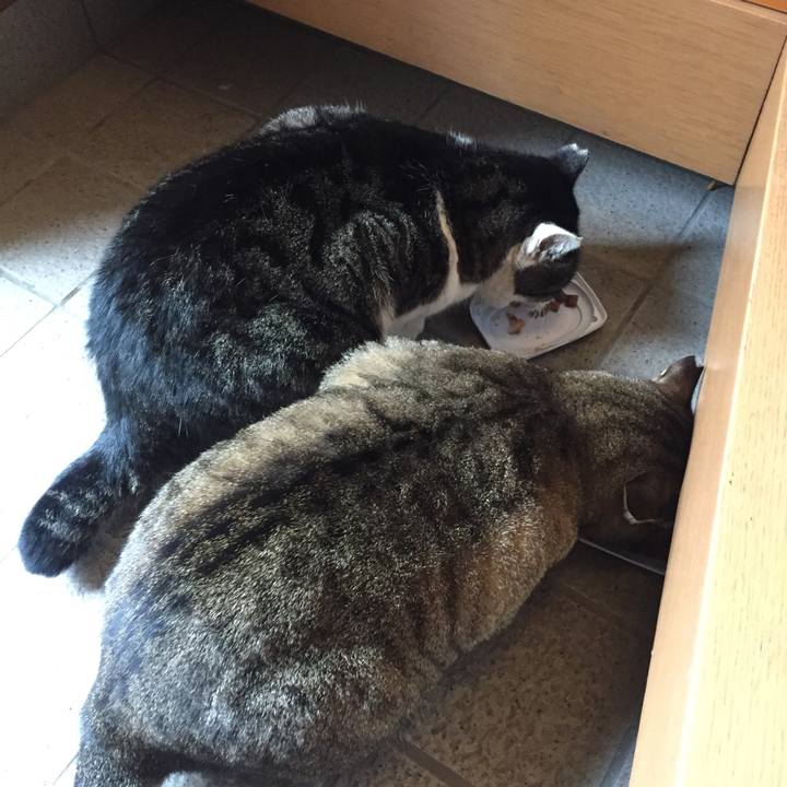 83dae5c4 5eb3 4e73 a3c4 bbe2cf3ebd8e 1511403642747