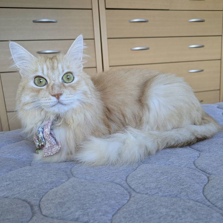 83dd5129 afc2 4539 8982 c009360eafdd 1758412712998