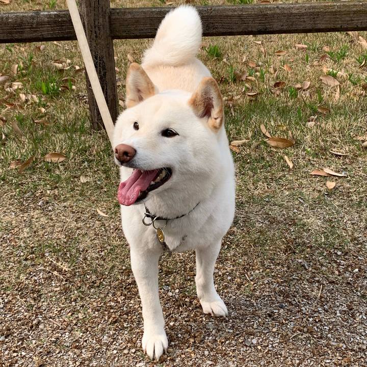 83e1c050 9752 4d4b 9d1e f2de97e23630 1587861847745