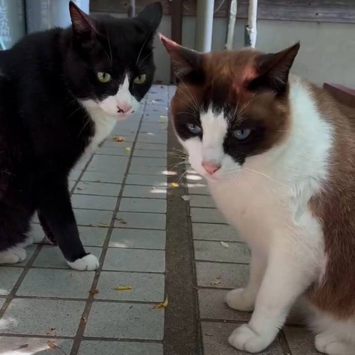 83e29dd6 e7ce 427a bcc7 d96dfdb3f4a5 1748661558480