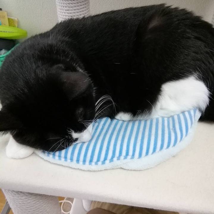 83e54b4d a1b4 465b b16e 730f15c77bf5 1602165284430