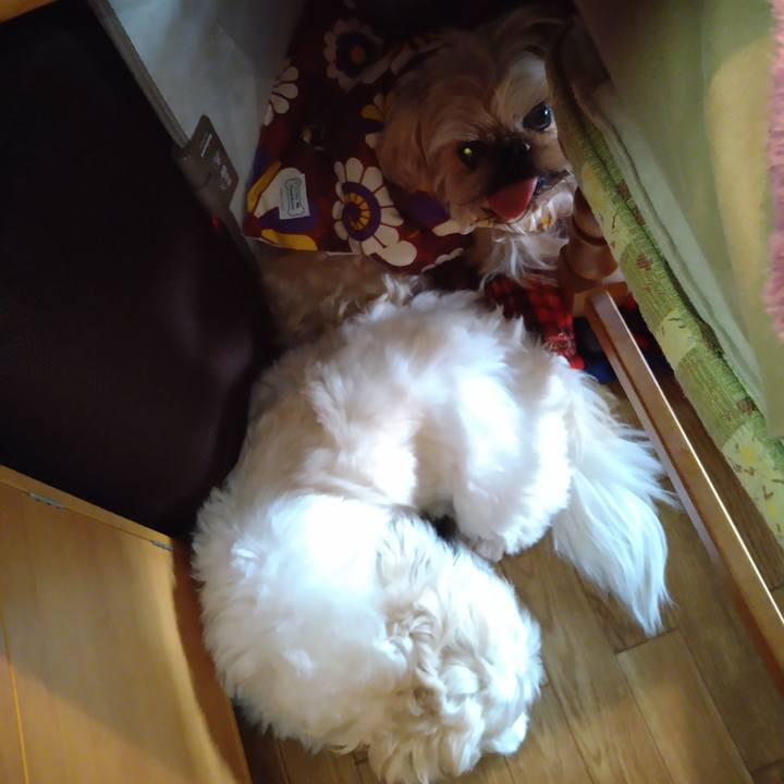 83ea6f89 f267 4abc bdcc ae819f821f7b 1610589485571