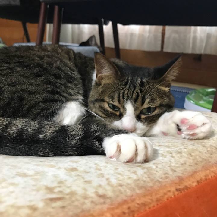 83ed620f 1995 4726 8065 6af8b4f2b573 1530596492330