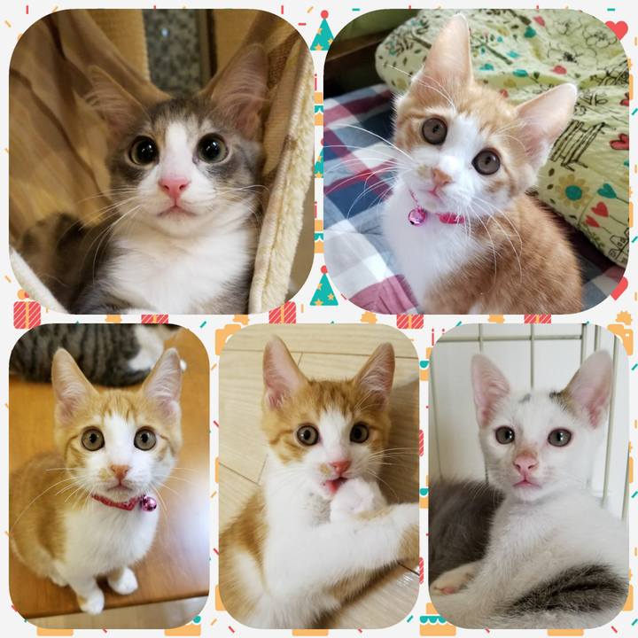 83f1fc94 bd3f 4ddf 9df1 150ca27286de 1508566518857