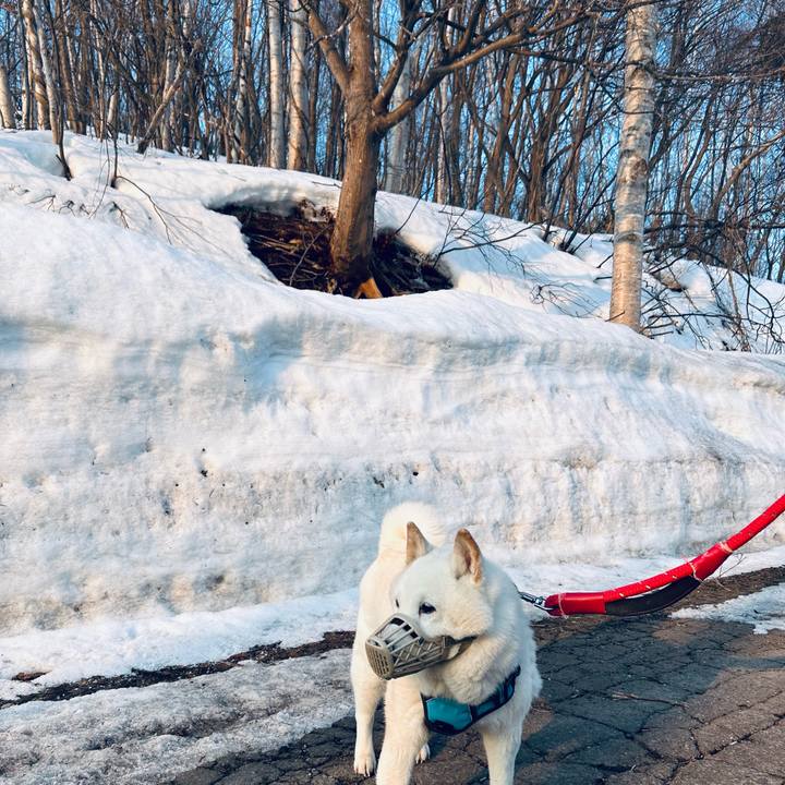 83f435e3 c7f5 4537 83be 9393270ec2b7 1773700478337