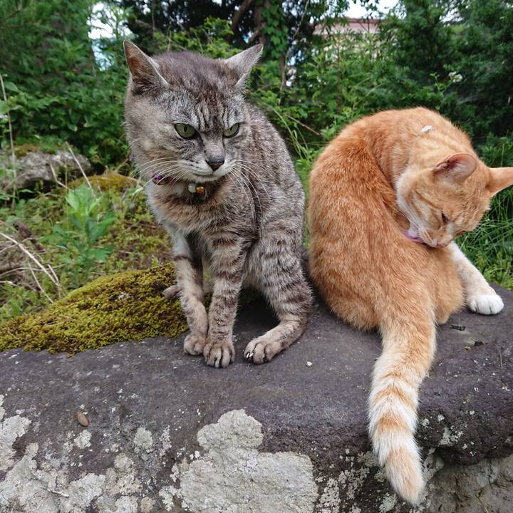 83f8ca28 73fc 4aad 9006 6949f596871f 1593466670768