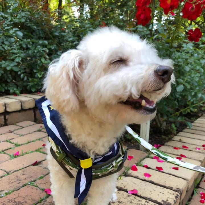 83fc471e fc75 4f42 a298 e7832e758c17 1529468100432