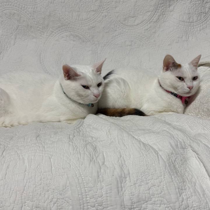 84064f16 6dae 4937 9bb9 4586a3d376cb 1761920874876