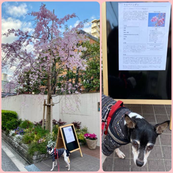 840a916a ebd4 4b51 9035 2180cc1d0156 1586075526326