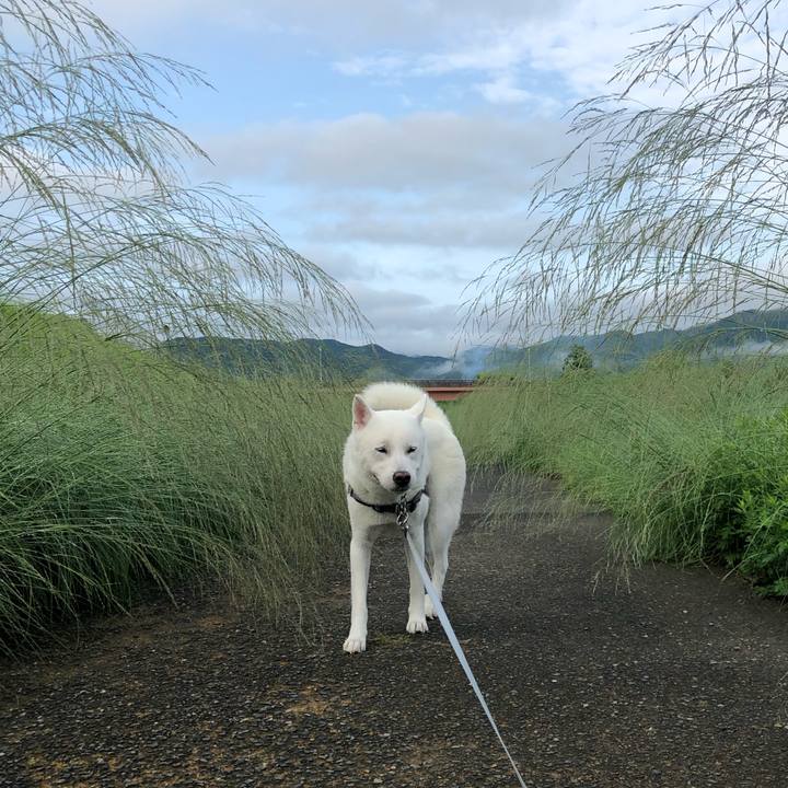 840d4548 1bb2 4f85 8031 03d66bd1129b 1593427743052