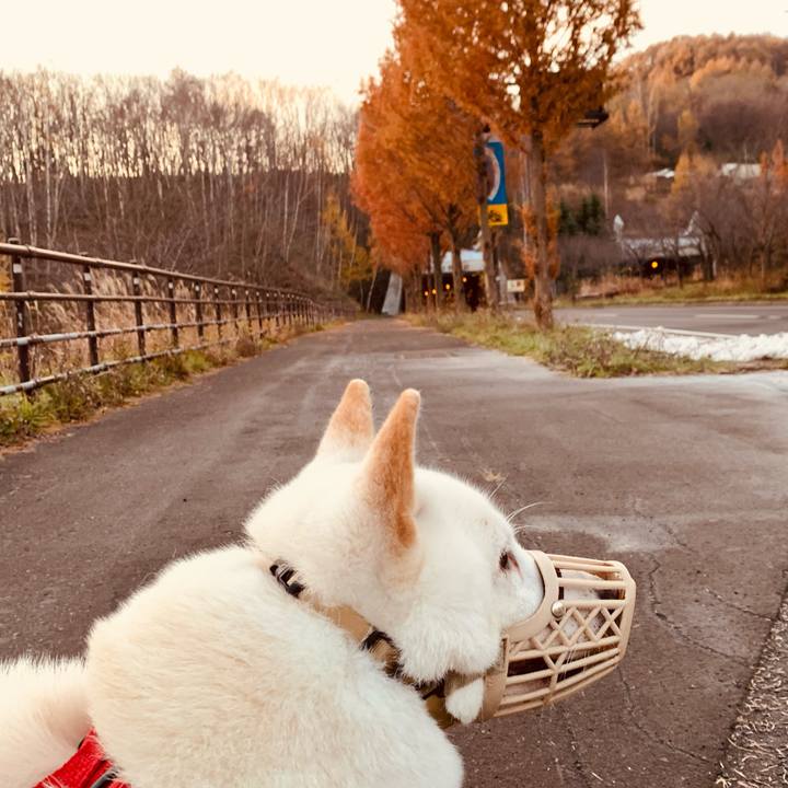 8411f51c a53d 42af af96 15f07c8610de 1605392415639