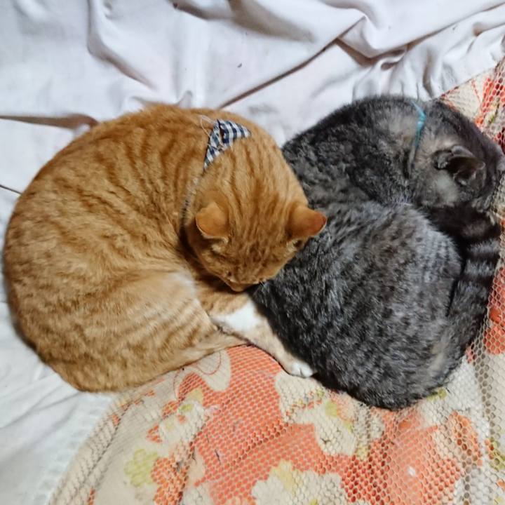 8417da96 d1ac 4b12 af4a d35ea2434b80 1574514205075