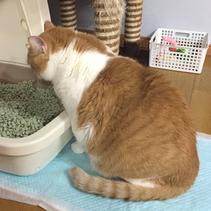 8417e7ae 94c1 40b3 880c 23634b74d2b9 1510056183347