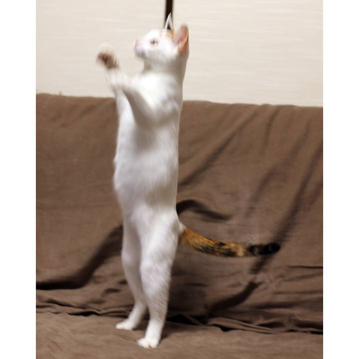 84181136 8338 42cb adf7 c4d480746689 1544268445347