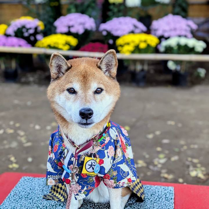 841ee102 9554 47ca 981f 3a0cc5669866 1762998145589