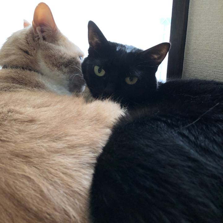 842514de f079 45cf 8174 d6ee2c36cca2 1617403346428