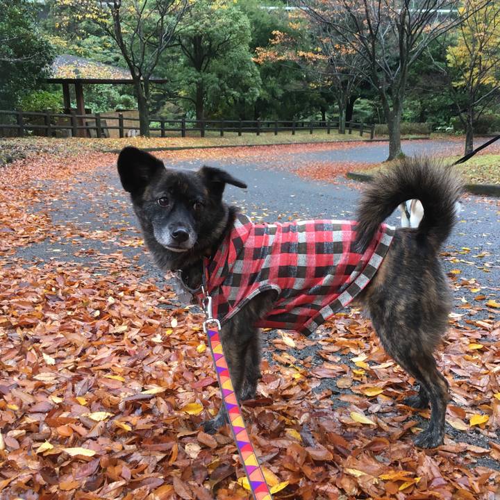 8426c4a9 7e12 4abb a4de 3d0a0bb292e1 1511237158615