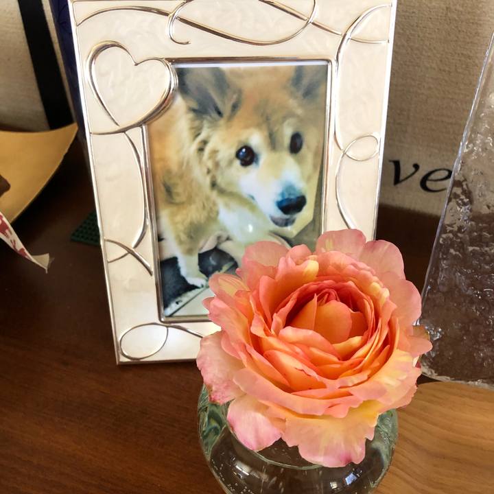 842803d2 e0b9 4901 b342 4c25664261dc 1588468196310