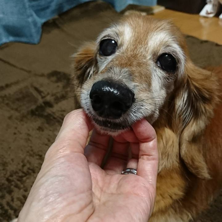 84288898 e557 4b20 badb 9e87cd1b59fd 1510049949522