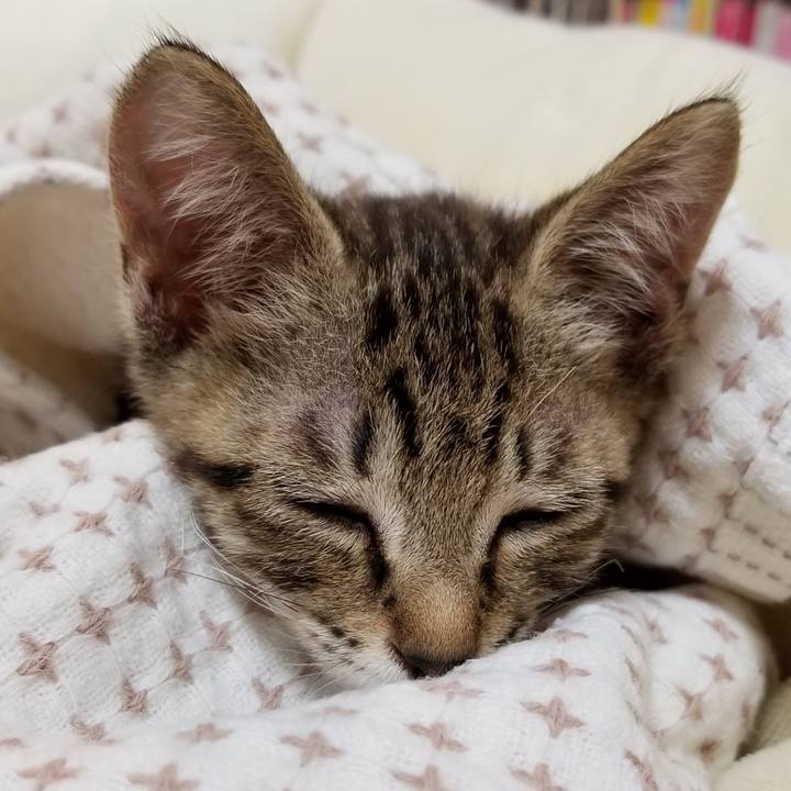 842981c2 099d 4038 a1a2 d434cd2c0f35 1534855396429