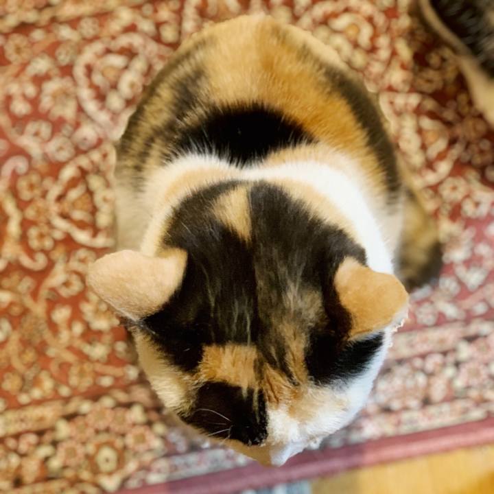 842c3775 968d 4a0f 99e8 28e8603931eb 1554000228112