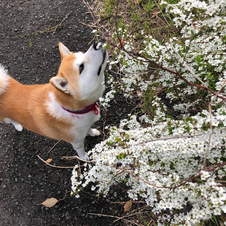 8430b9e0 4f90 471c a944 038de2075932 1553217528433