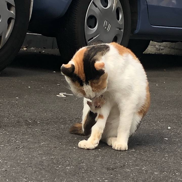 84353371 debf 4421 8570 3292e6c4ef81 1572727935501