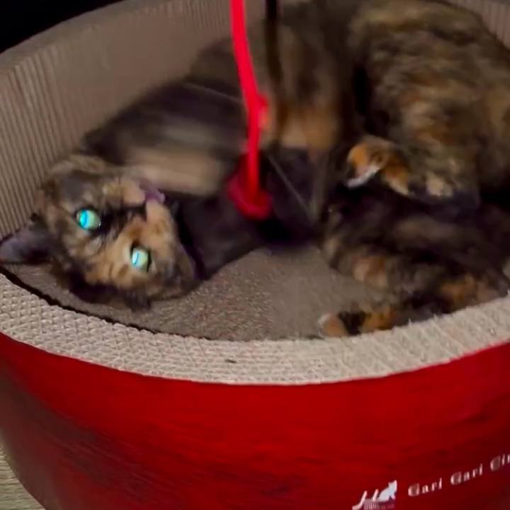 84358d9c b7f8 4339 bb94 208e893981ae 1754342101243