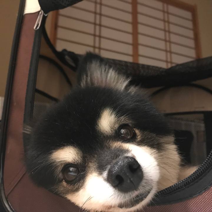 8436b9cd 8f37 4fd6 9c74 fe8c61f2b328 1536334570034