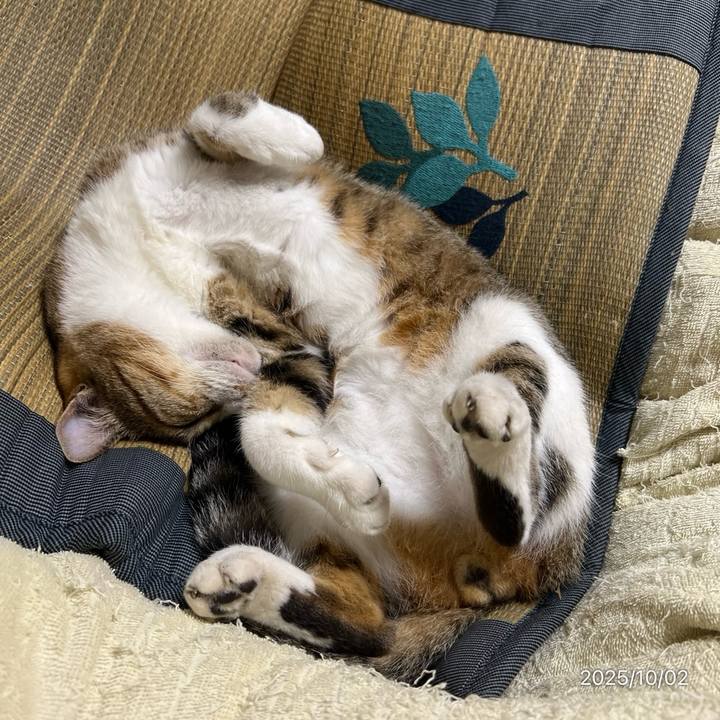 8437f415 b238 4557 b958 7ba50aaa91f1 1759356464046