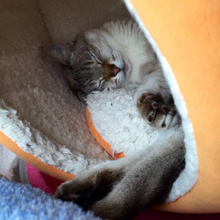 843af8a4 0e93 4776 ae0a dee0f1670290 1526351856279