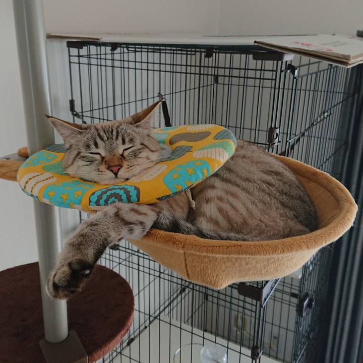 844017a7 f02f 4427 a7ce 0959d88ee245 1515819596528