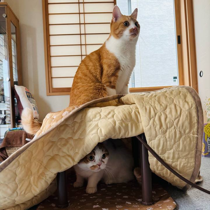 8441bd1a 6ef7 4434 a4b2 8f99955cd88b 1763001151272