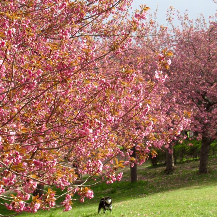 8441cf04 5bd6 4e94 846e 365c2a2212c5 1618787447989