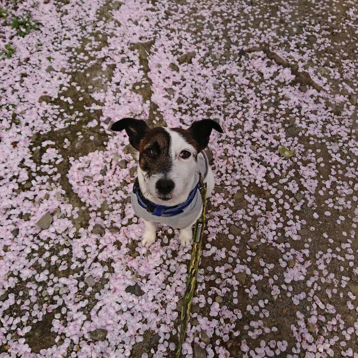 8448306d b6c5 4c6e 9e00 3bbbf72d0eb9 1522275657132