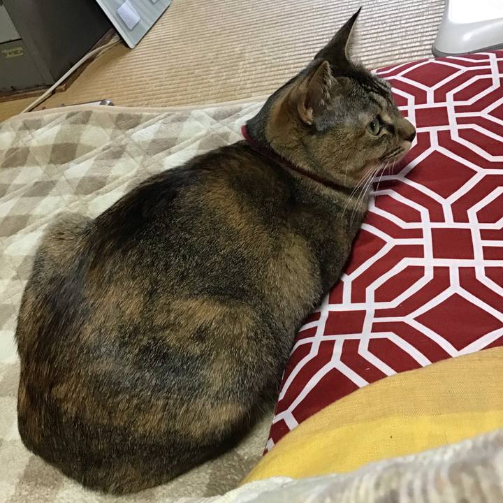 844d9ca0 51db 408f 9c3e c8a218fdaa7b 1611447573199