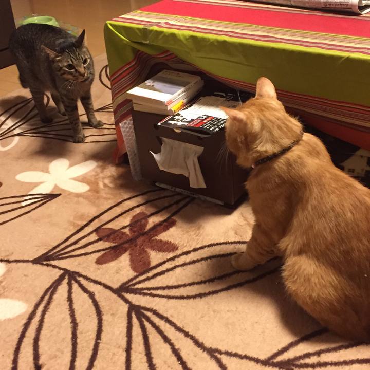 8453c4c3 70cc 456f 8686 c3a7e9d62baf 1524315442969