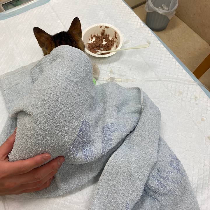 8455aba4 ca04 40ab baf9 29a51300584b 1584502261374