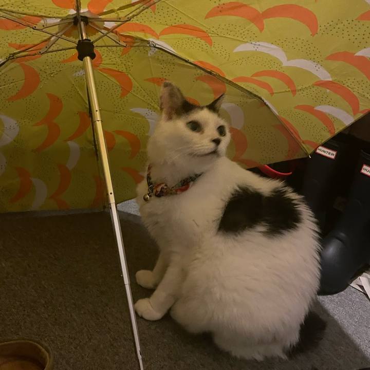 84569e90 7555 4c35 b7c6 28722774bda4 1728392311091