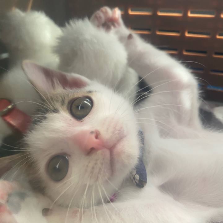 8458f435 acef 403b a0c9 12f008235837 1731125350816