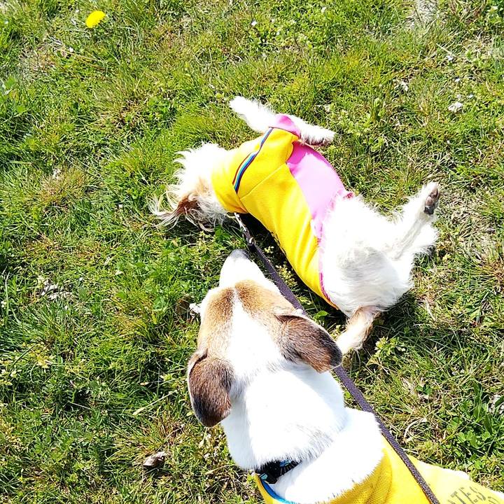 845a603a adea 4a4f 824a 6a56fe014b71 1554530722532