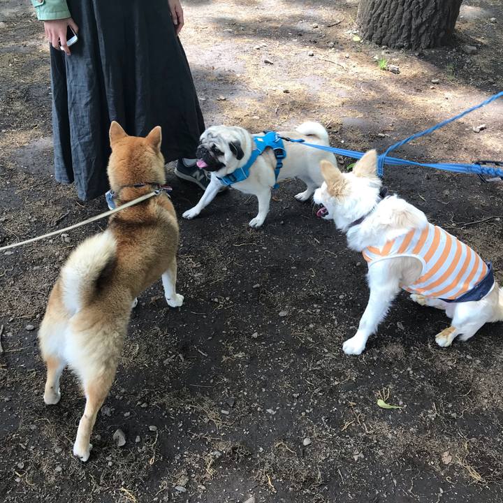 84623659 c720 4303 b735 9cb6fd72e620 1557130509265